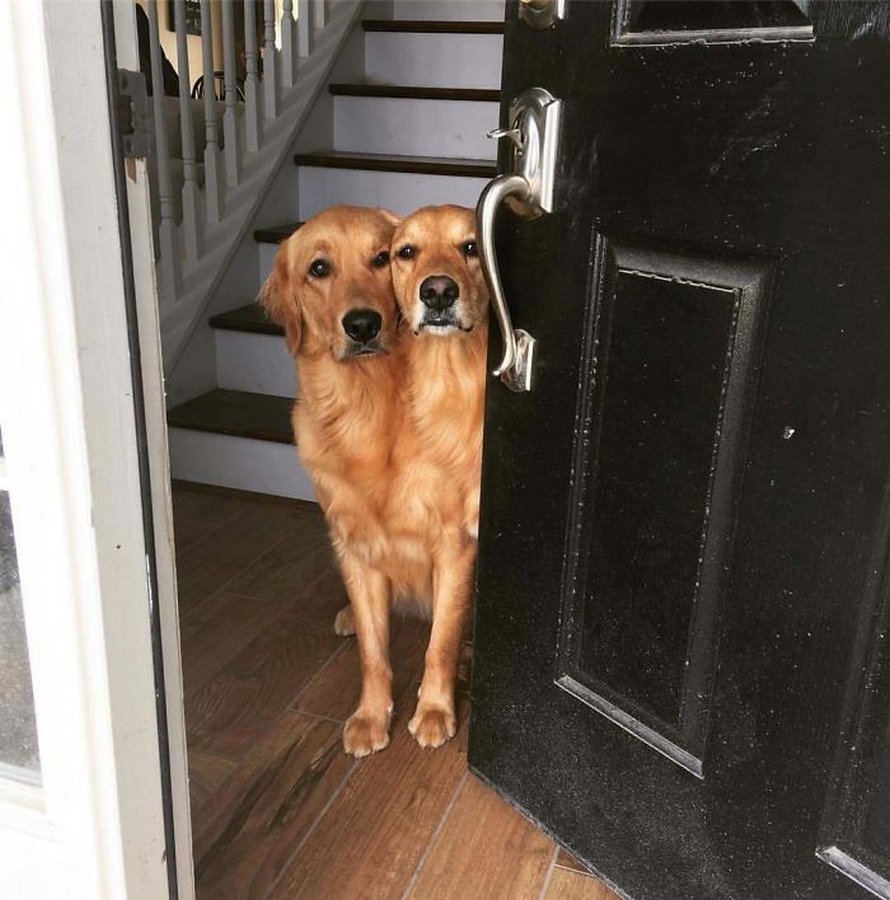 Les gens ont beaucoup de mal à comprendre cette photo de chien