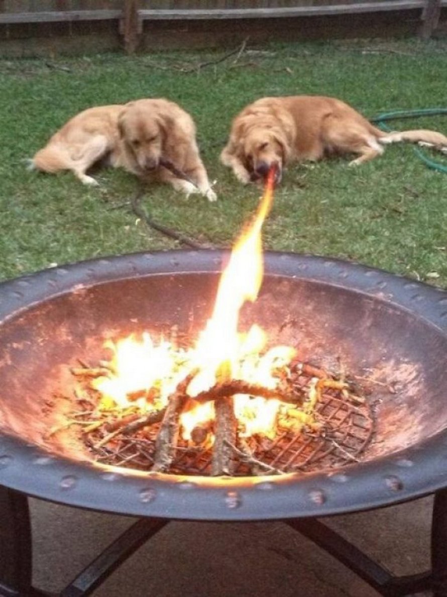 Les gens ont beaucoup de mal à comprendre cette photo de chien