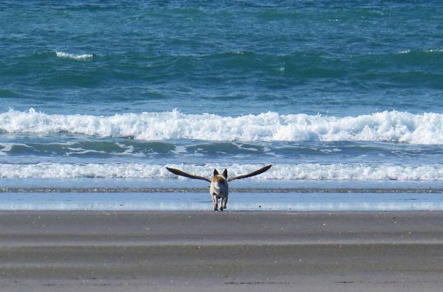 Les gens ont beaucoup de mal à comprendre cette photo de chien