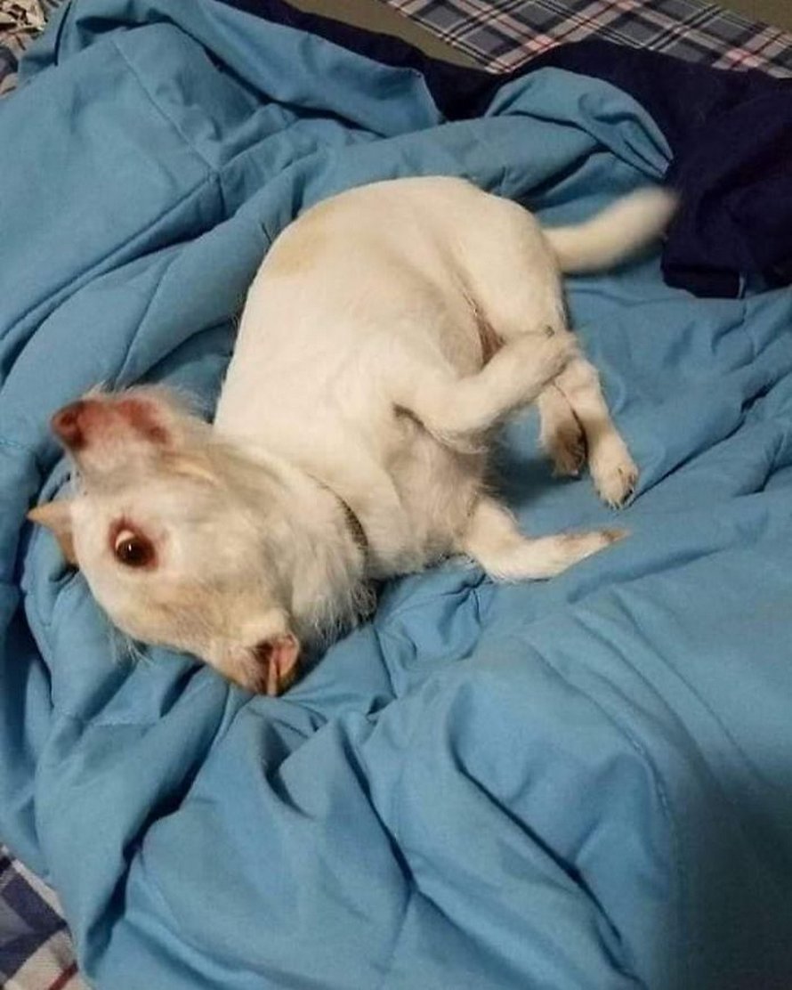 Les gens ont beaucoup de mal à comprendre cette photo de chien