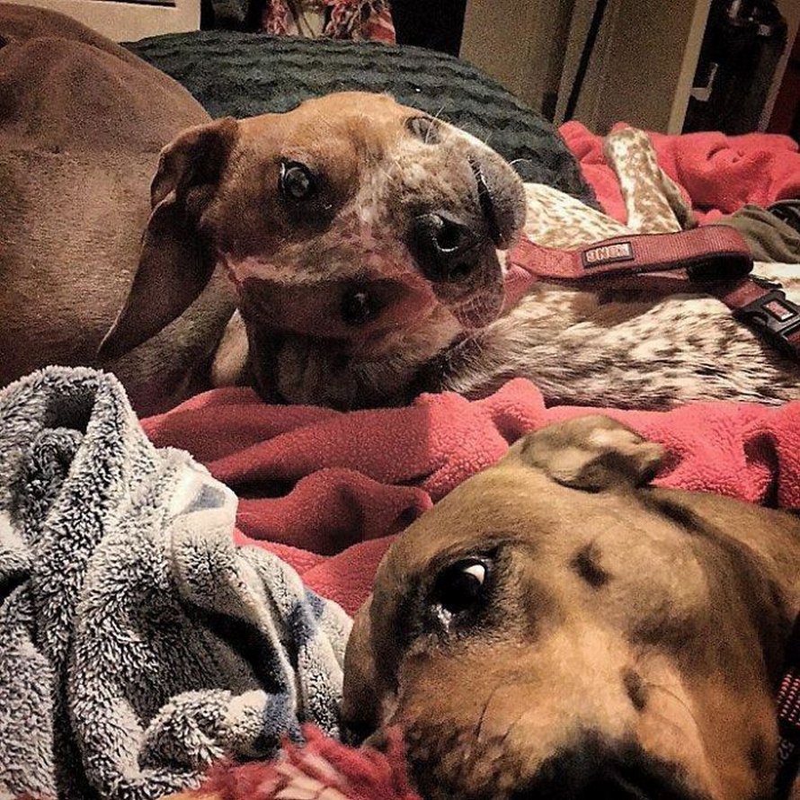 Les gens ont beaucoup de mal à comprendre cette photo de chien