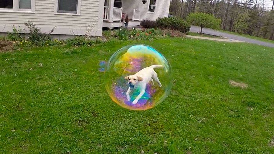 Les gens ont beaucoup de mal à comprendre cette photo de chien
