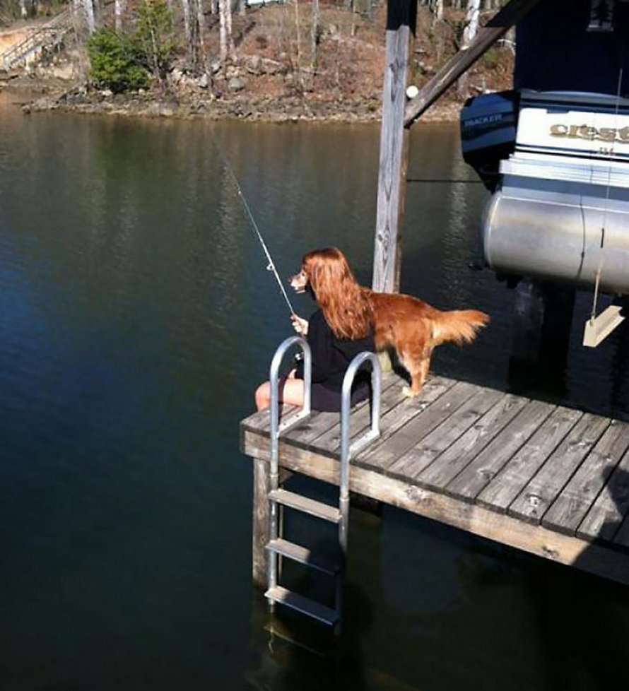 Les gens ont beaucoup de mal à comprendre cette photo de chien