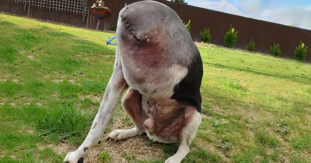 https://www.ipnoze.com/wordpress/wp-content/uploads/2020/04/chien-trois-pattes-photo-bizarre.jpg