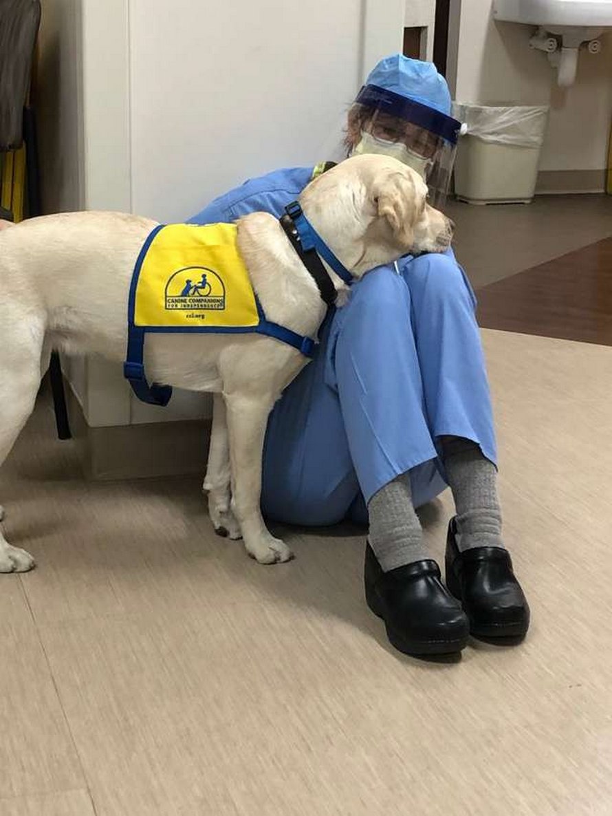 Cette chienne d’assistance réconforte le personnel soignant qui en a le plus besoin dans cet hôpital