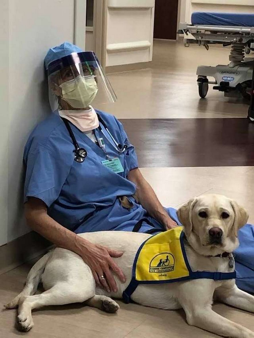 Cette chienne d’assistance réconforte le personnel soignant qui en a le plus besoin dans cet hôpital