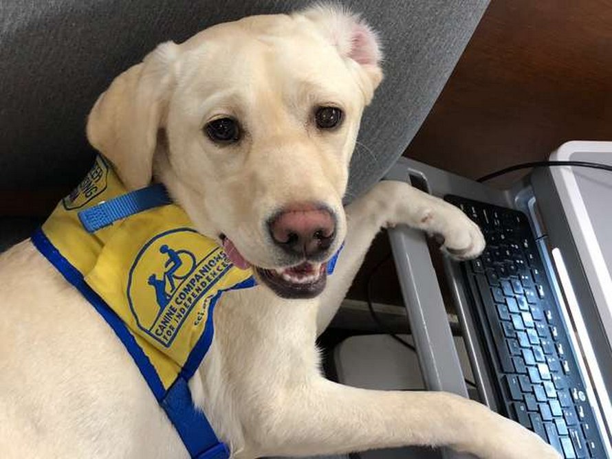 Cette chienne d’assistance réconforte le personnel soignant qui en a le plus besoin dans cet hôpital