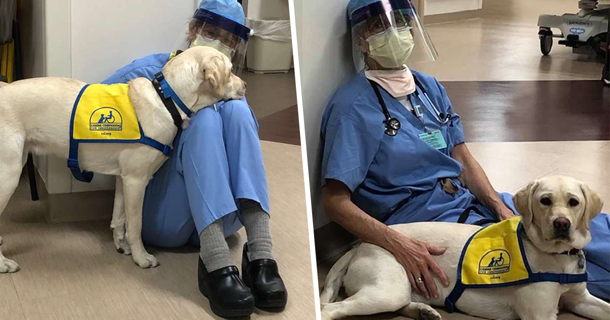 Cette chienne d’assistance réconforte le personnel soignant qui en a le plus besoin dans cet hôpital