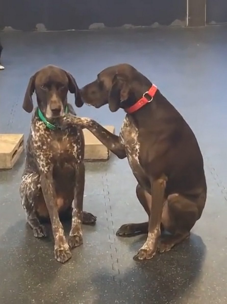 https://www.ipnoze.com/wordpress/wp-content/uploads/2020/04/chienne-caresse-chiens-garderie-ruby-001.jpg