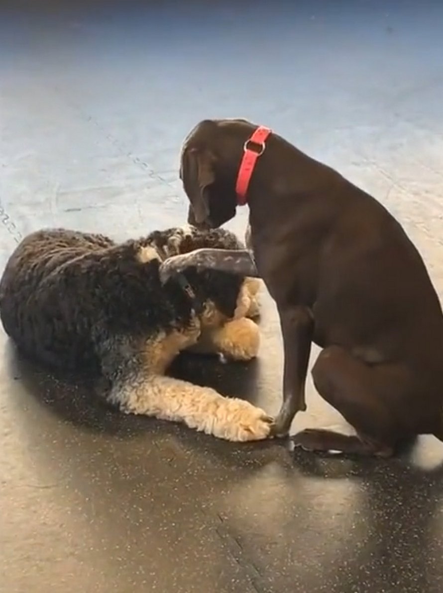 https://www.ipnoze.com/wordpress/wp-content/uploads/2020/04/chienne-caresse-chiens-garderie-ruby-002.jpg