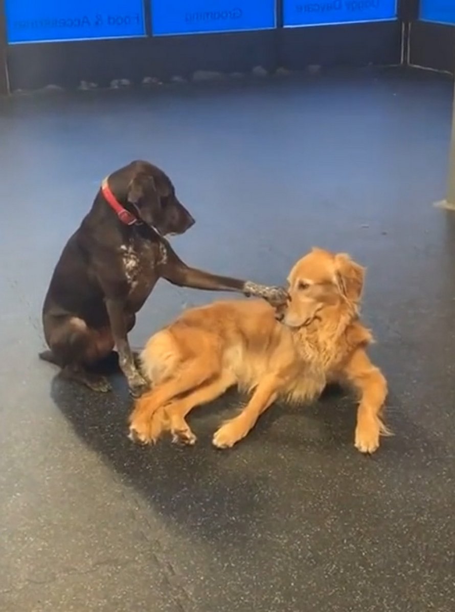 https://www.ipnoze.com/wordpress/wp-content/uploads/2020/04/chienne-caresse-chiens-garderie-ruby-003.jpg