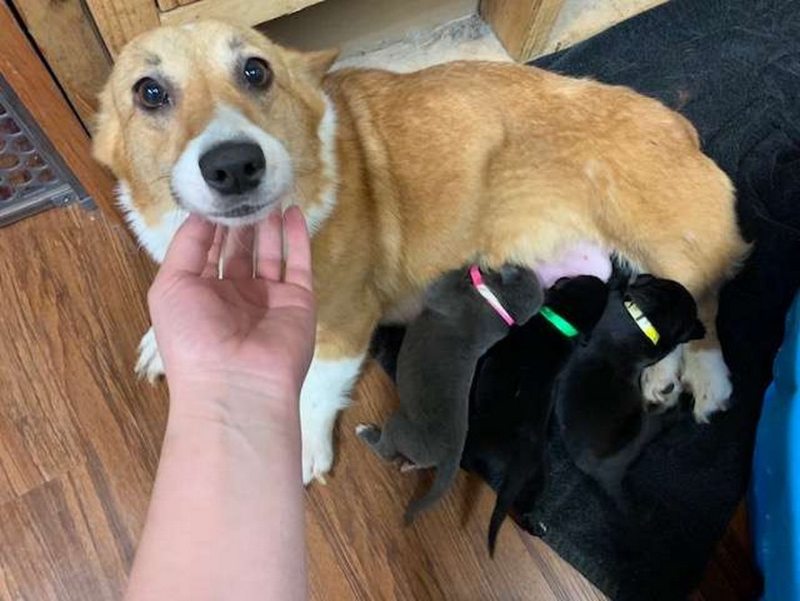 https://www.ipnoze.com/wordpress/wp-content/uploads/2020/04/chienne-corgi-adopte-chiots-pitbulls-orphelins-sara-001.jpg