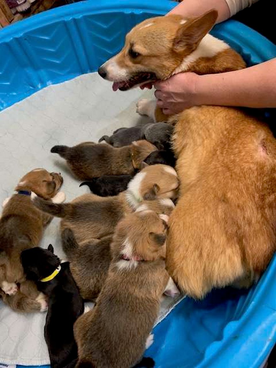 https://www.ipnoze.com/wordpress/wp-content/uploads/2020/04/chienne-corgi-adopte-chiots-pitbulls-orphelins-sara-002.jpg