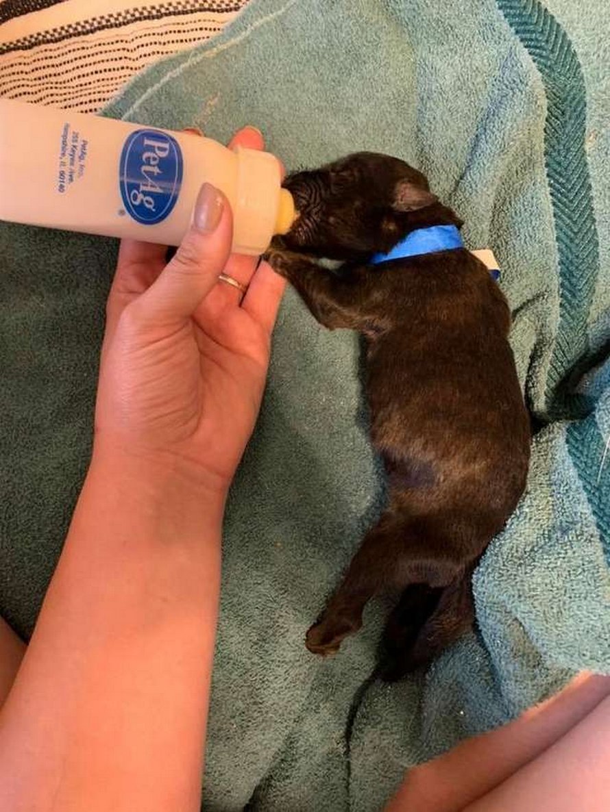 https://www.ipnoze.com/wordpress/wp-content/uploads/2020/04/chienne-corgi-adopte-chiots-pitbulls-orphelins-sara-003.jpg