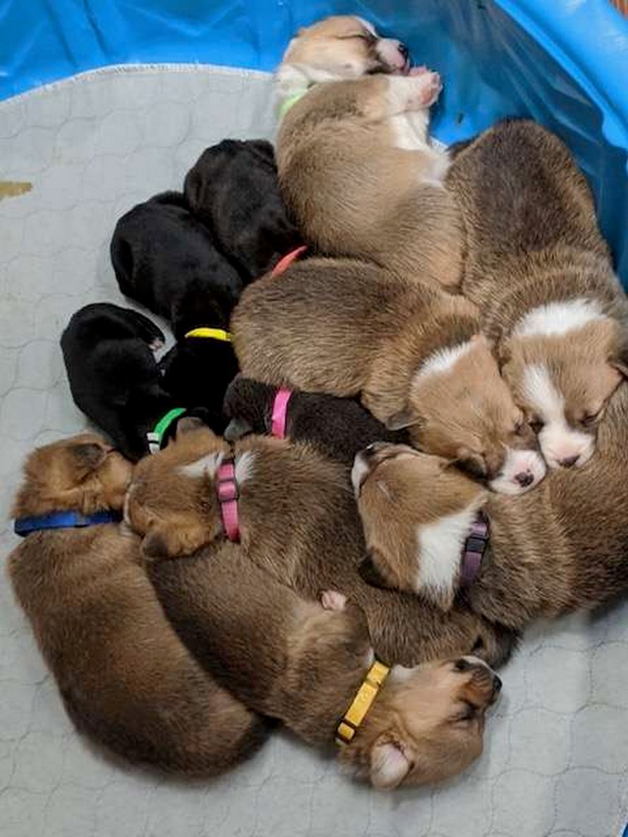 https://www.ipnoze.com/wordpress/wp-content/uploads/2020/04/chienne-corgi-adopte-chiots-pitbulls-orphelins-sara-004.jpg