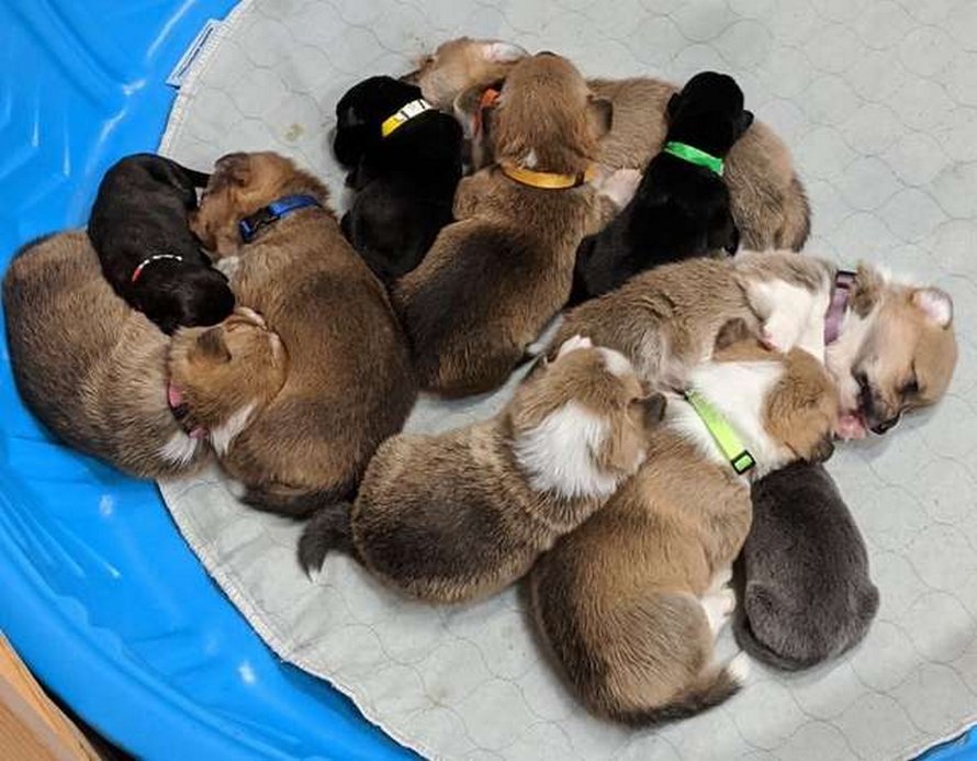 https://www.ipnoze.com/wordpress/wp-content/uploads/2020/04/chienne-corgi-adopte-chiots-pitbulls-orphelins-sara-005.jpg