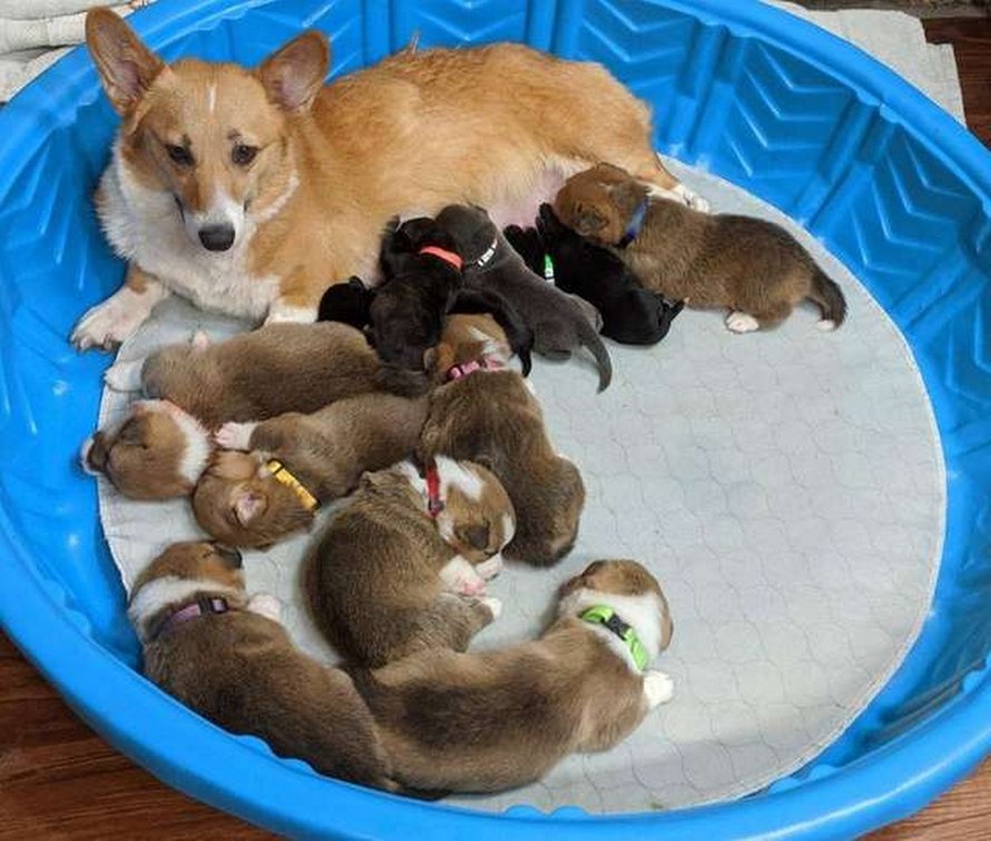 https://www.ipnoze.com/wordpress/wp-content/uploads/2020/04/chienne-corgi-adopte-chiots-pitbulls-orphelins-sara-006.jpg