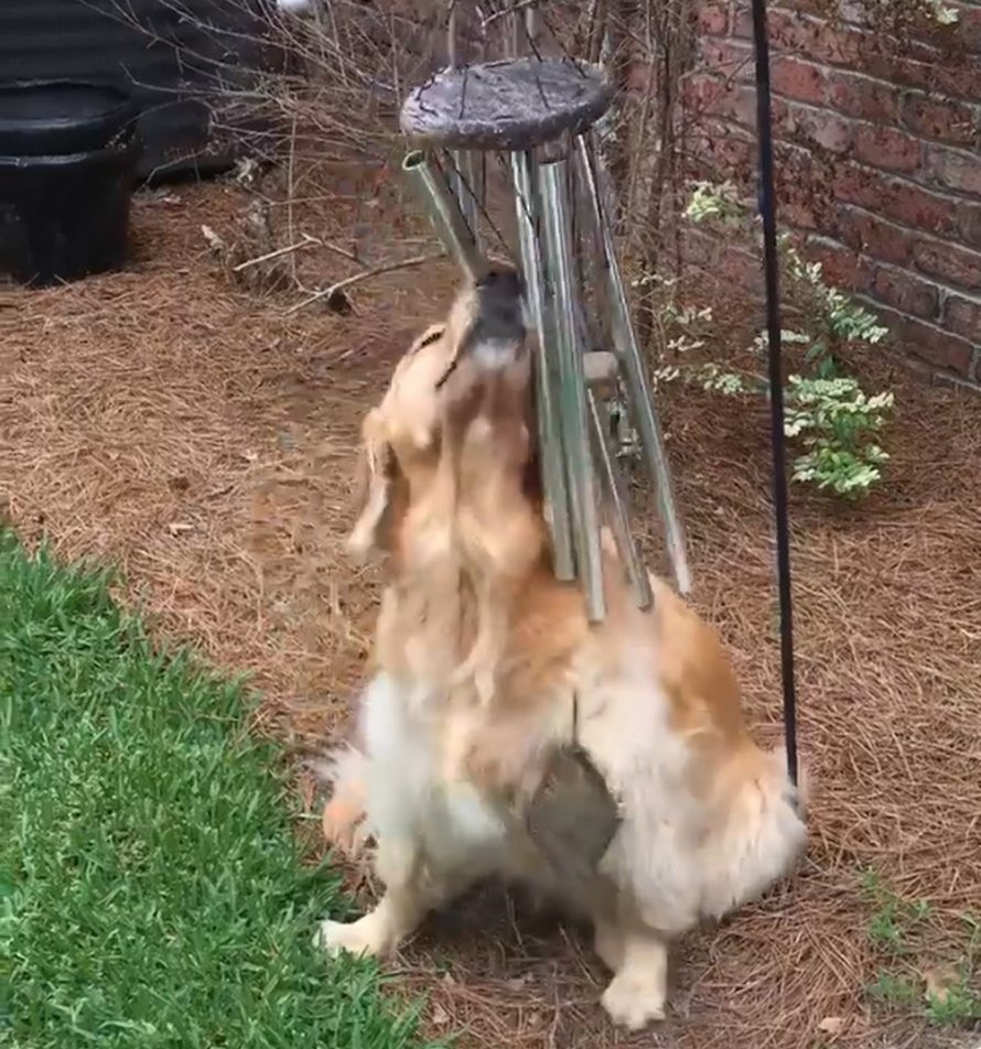Cette chienne joue du carillon éolien tous les jours pour qu’elle puisse chanter