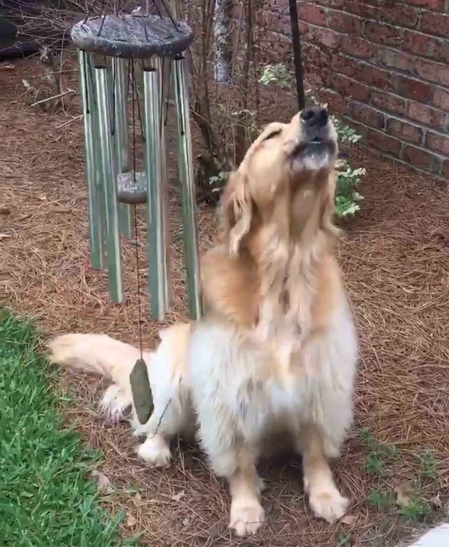 Cette chienne joue du carillon éolien tous les jours pour qu’elle puisse chanter