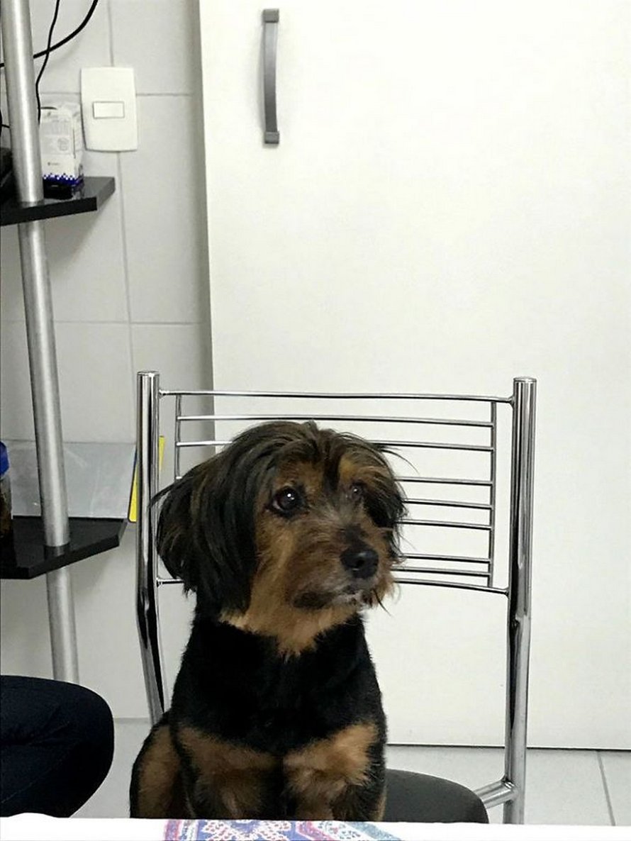 Ces Chiens Se Sont Averes Etre Une Race Differente De Celle Prevue Par Leurs Proprietaires Et Voici Les 22 Meilleures Surprises Ipnoze