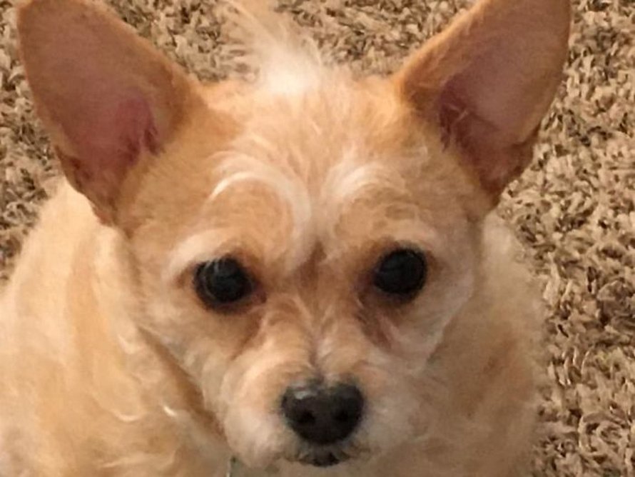Ces Chiens Se Sont Averes Etre Une Race Differente De Celle Prevue Par Leurs Proprietaires Et Voici Les 22 Meilleures Surprises Ipnoze