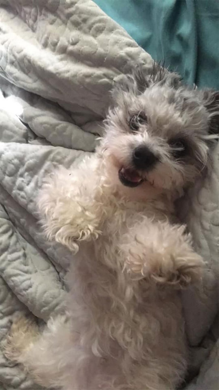 Ces Chiens Se Sont Averes Etre Une Race Differente De Celle Prevue Par Leurs Proprietaires Et Voici Les 22 Meilleures Surprises Ipnoze