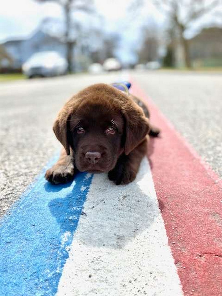 https://www.ipnoze.com/wordpress/wp-content/uploads/2020/04/chiot-dort-ceremonie-prestation-serment-brody-004.jpg