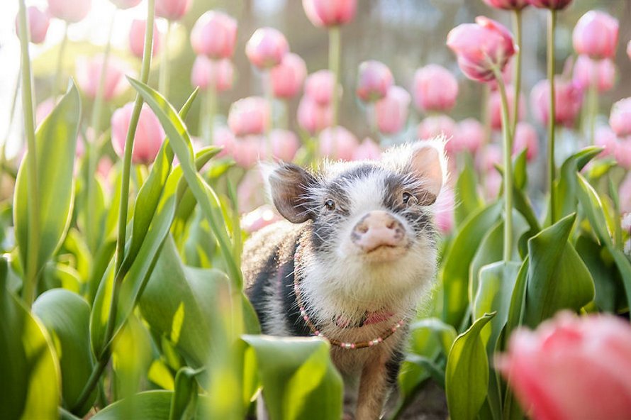 Ce cochon errant dans un jardin de tulipes roses va mettre un peu de tendresse dans ta journée