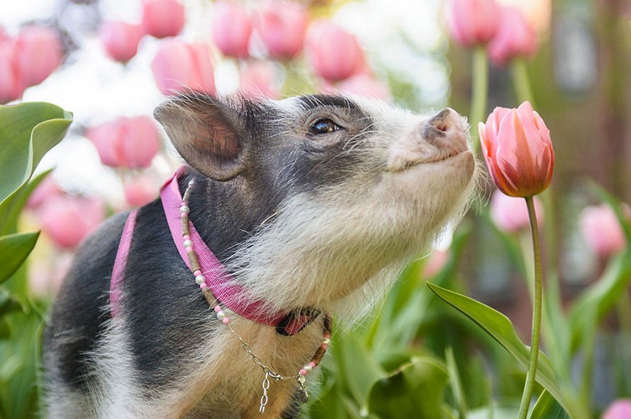 Ce cochon errant dans un jardin de tulipes roses va mettre un peu de tendresse dans ta journée