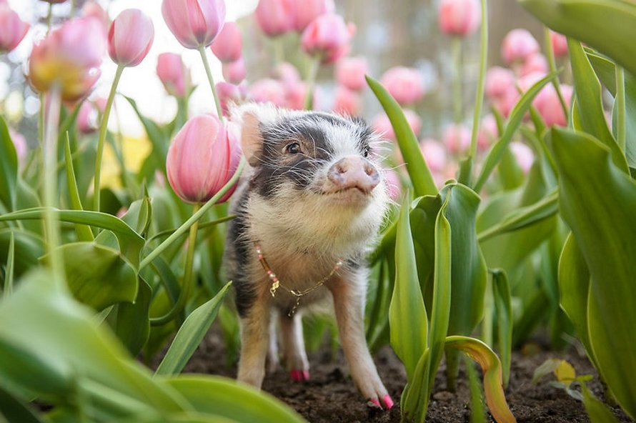 Ce cochon errant dans un jardin de tulipes roses va mettre un peu de tendresse dans ta journée