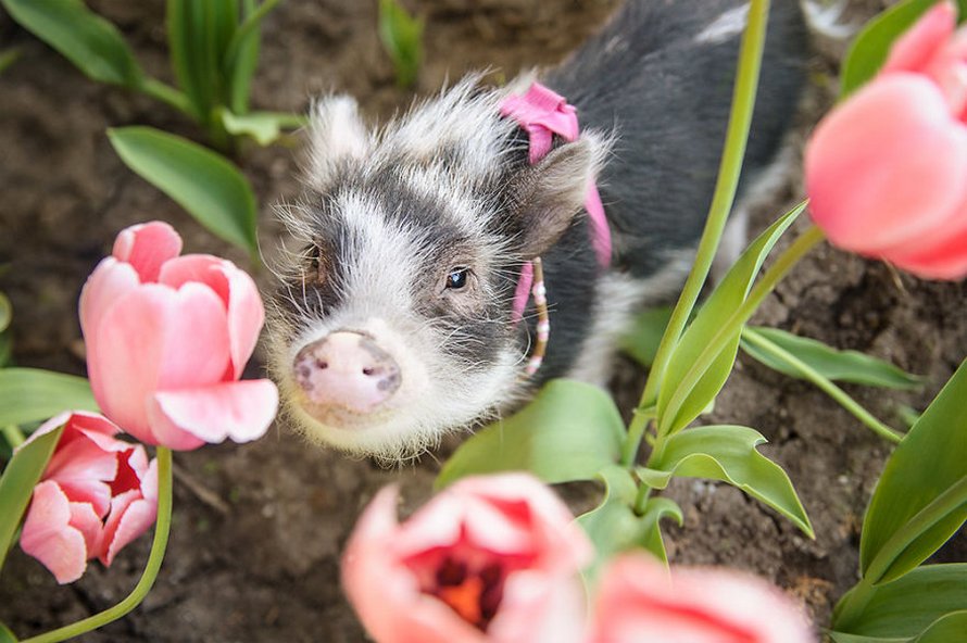 Ce cochon errant dans un jardin de tulipes roses va mettre un peu de tendresse dans ta journée