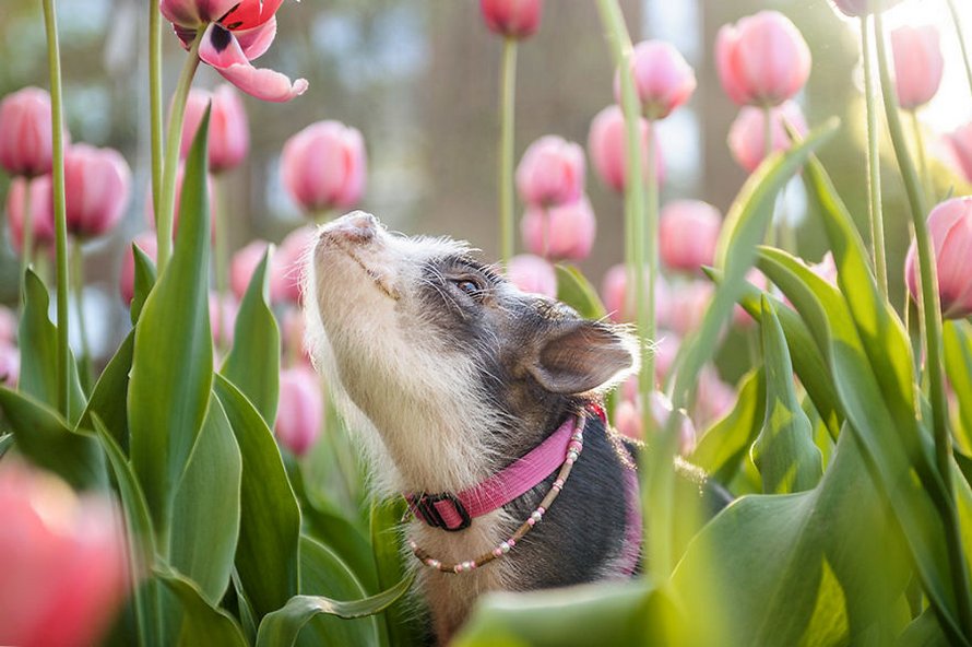 Ce cochon errant dans un jardin de tulipes roses va mettre un peu de tendresse dans ta journée