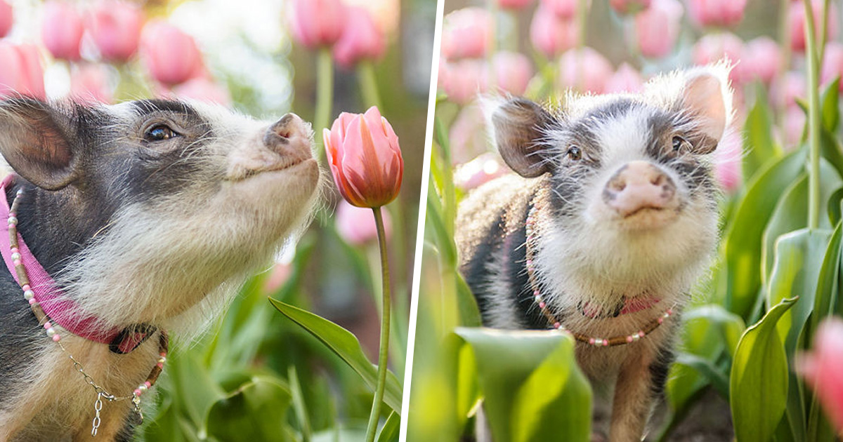 Ce cochon errant dans un jardin de tulipes roses va mettre un peu de tendresse dans ta journée