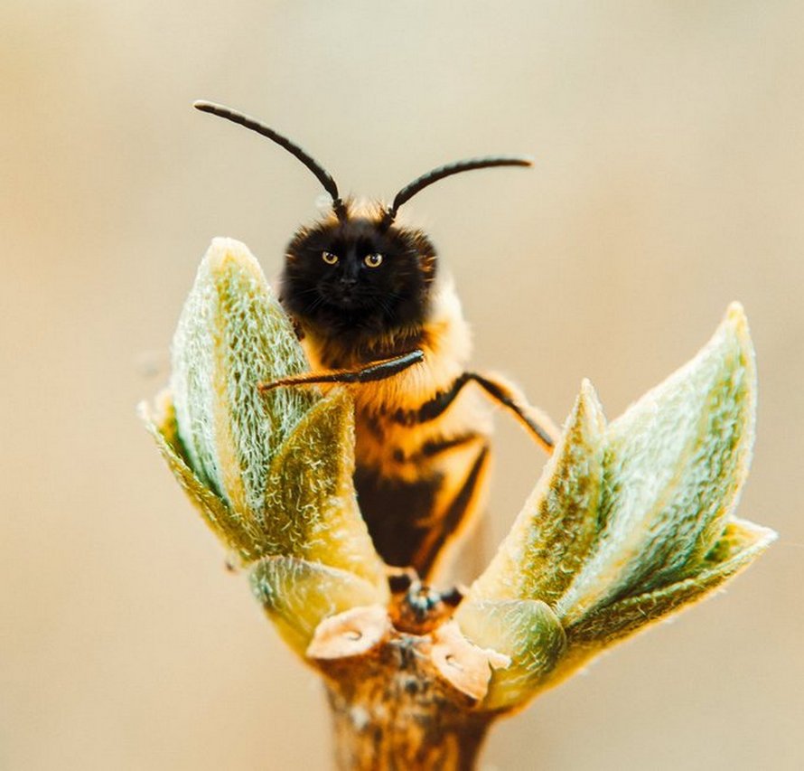 Des personnes passent le temps en photoshopant le visage de leur chat sur des abeilles et ces 12 montages vont te faire rire