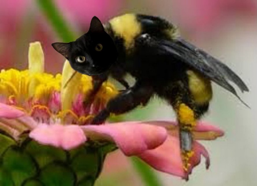 Des personnes passent le temps en photoshopant le visage de leur chat sur des abeilles et ces 12 montages vont te faire rire