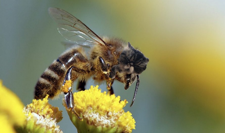 Des personnes passent le temps en photoshopant le visage de leur chat sur des abeilles et ces 12 montages vont te faire rire