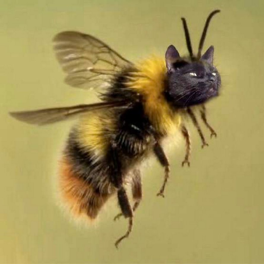 Des personnes passent le temps en photoshopant le visage de leur chat sur des abeilles et ces 12 montages vont te faire rire