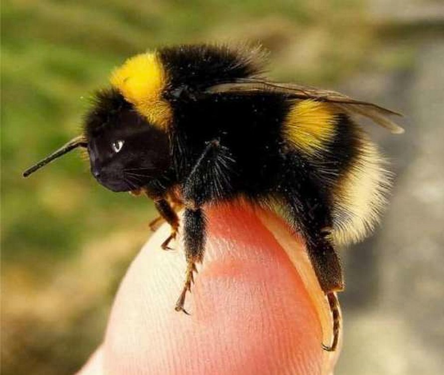 Des personnes passent le temps en photoshopant le visage de leur chat sur des abeilles et ces 12 montages vont te faire rire