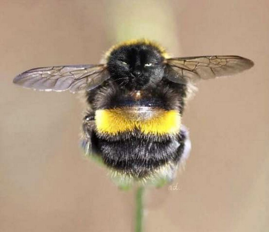 Des personnes passent le temps en photoshopant le visage de leur chat sur des abeilles et ces 12 montages vont te faire rire