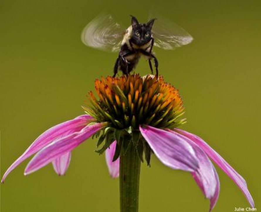 Des personnes passent le temps en photoshopant le visage de leur chat sur des abeilles et ces 12 montages vont te faire rire