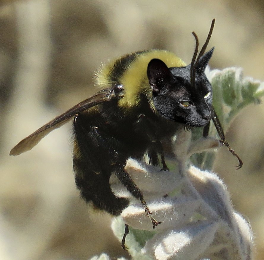 Des personnes passent le temps en photoshopant le visage de leur chat sur des abeilles et ces 12 montages vont te faire rire