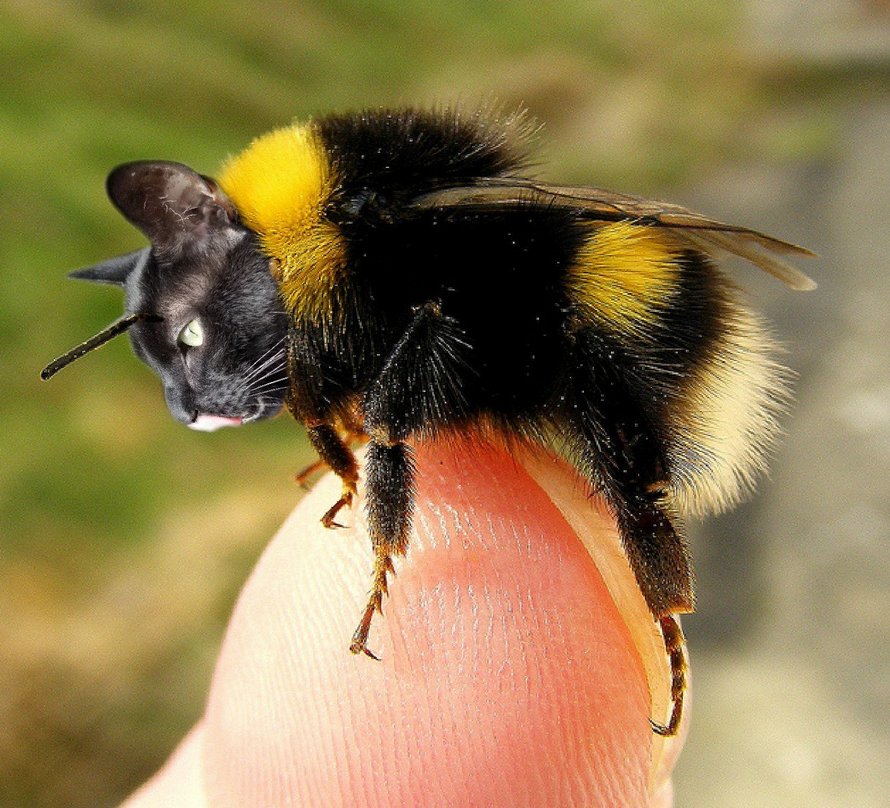 Des personnes passent le temps en photoshopant le visage de leur chat sur des abeilles et ces 12 montages vont te faire rire