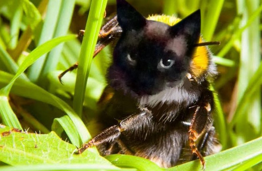 Des personnes passent le temps en photoshopant le visage de leur chat sur des abeilles et ces 12 montages vont te faire rire