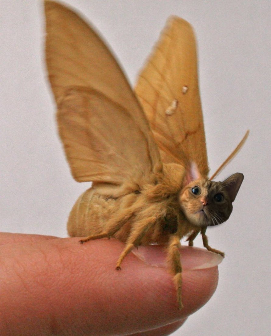 Des personnes passent le temps en photoshopant le visage de leur chat sur des abeilles et ces 12 montages vont te faire rire