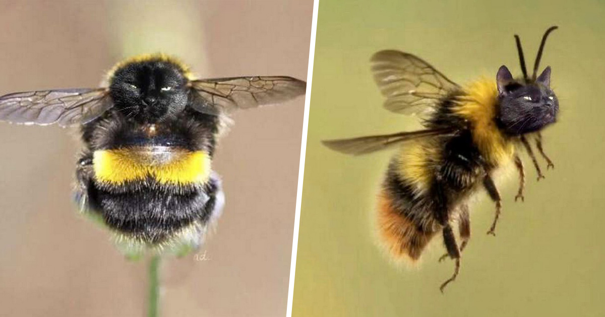 Des personnes passent le temps en photoshopant le visage de leur chat sur des abeilles et ces 12 montages vont te faire rire