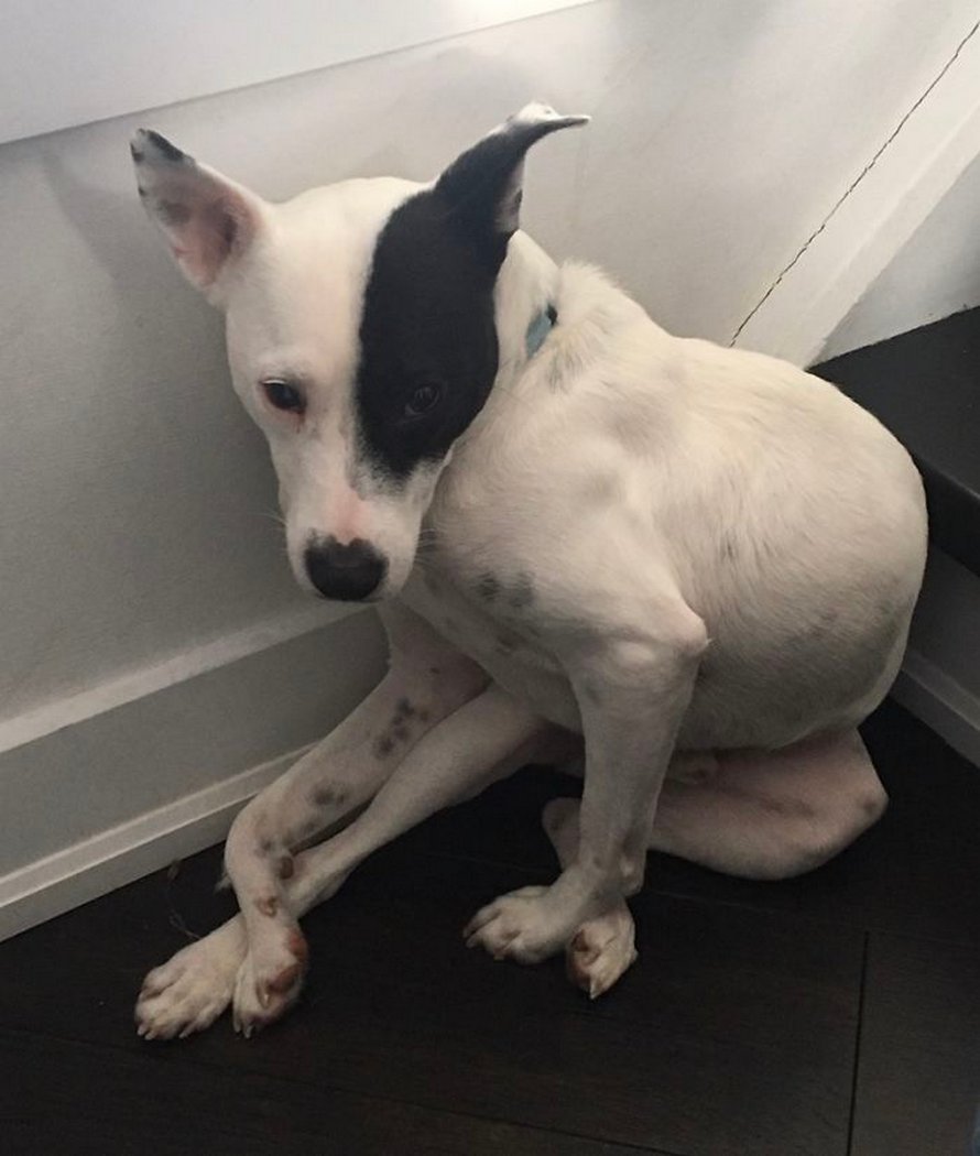 Une Femme Terrifiee Par Les Chiens A Decide D Adopter Un Chien Qui A Peur Des Humains Et Ils Ont Developpe Une Amitie Attendrissante Blog De Marmiton Avec Des Centaines De Recettes