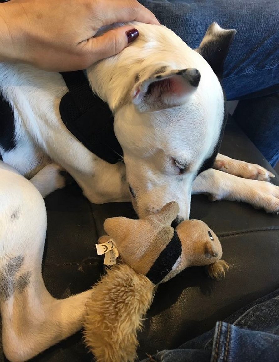 Une Femme Terrifiee Par Les Chiens A Decide D Adopter Un Chien Qui A Peur Des Humains Et Ils Ont Developpe Une Amitie Attendrissante Blog De Marmiton Avec Des Centaines De Recettes