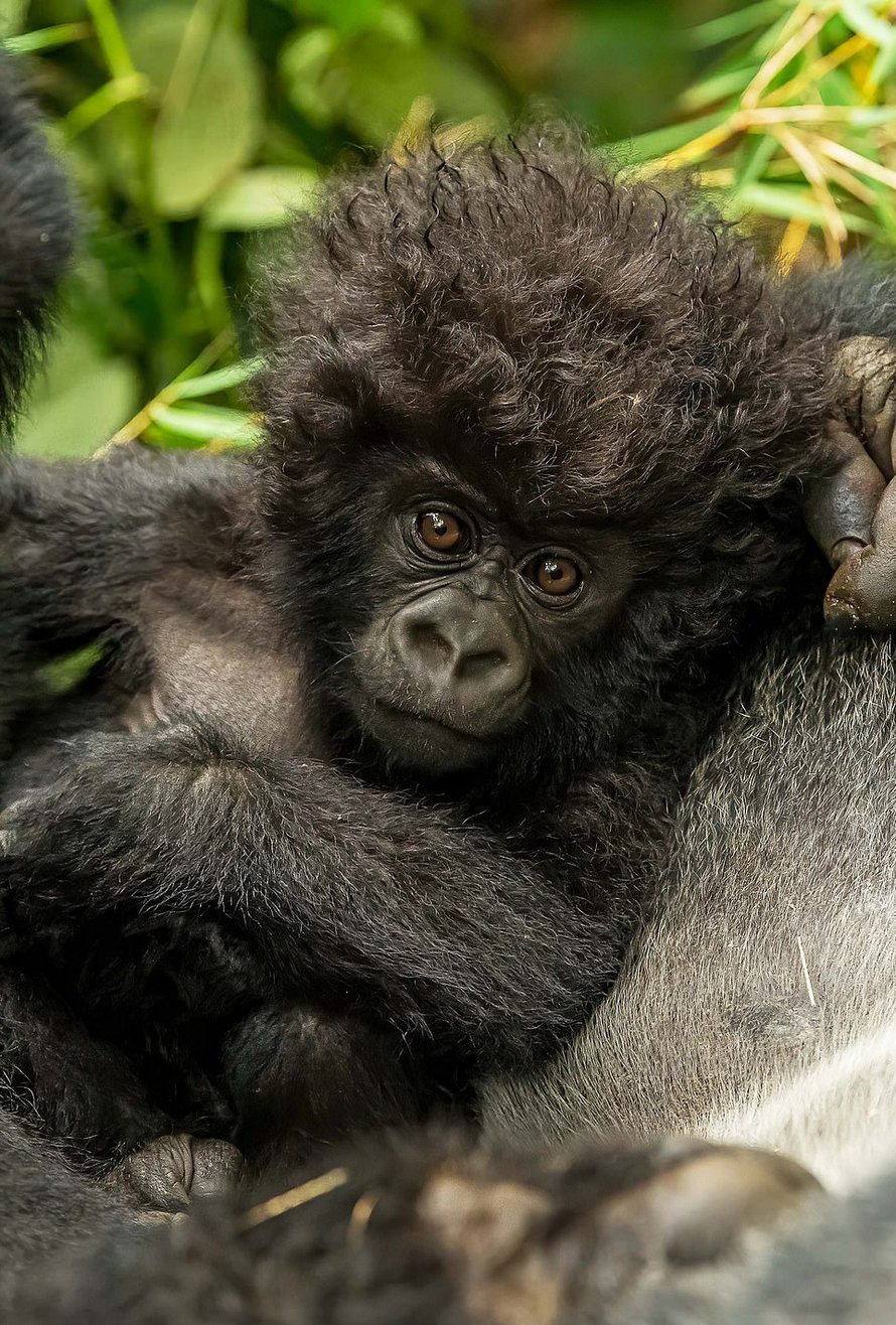 Un petit gorille aux cheveux bouclés partage un moment attendrissant avec une photographe