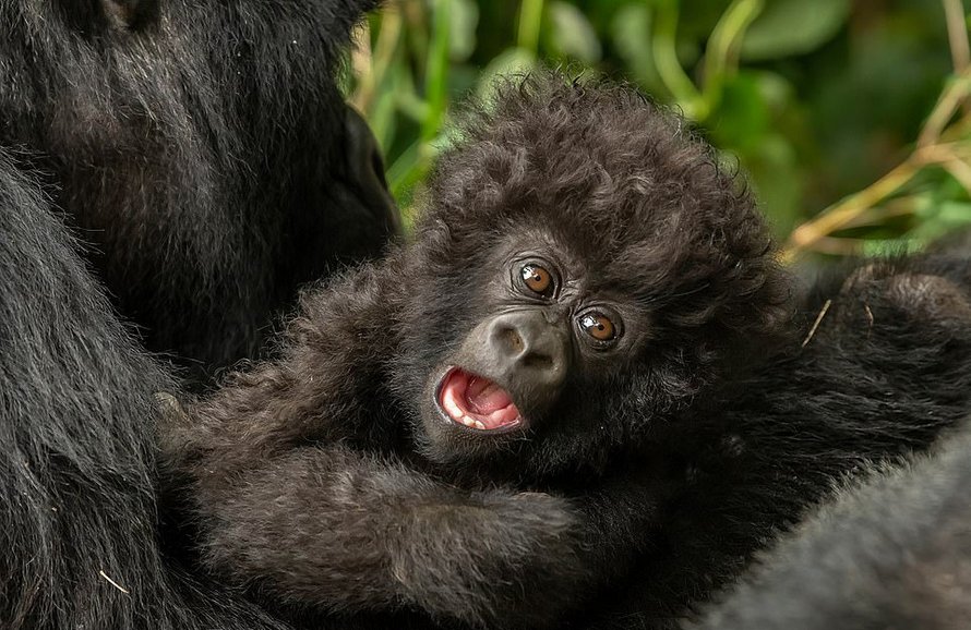 Un petit gorille aux cheveux bouclés partage un moment attendrissant avec une photographe