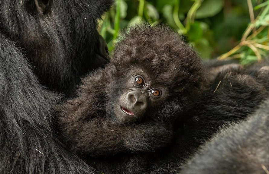 Un petit gorille aux cheveux bouclés partage un moment attendrissant avec une photographe